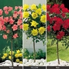 Rose Standard Collection
