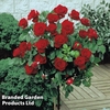 Rose Standard Red (40cm stem)