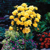 Rose Standard Yellow (40cm stem)