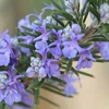 Rosemary - 1 rosemary plug plant