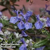 Rosemary 