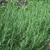 Rosemary