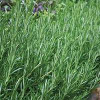 Rosemary