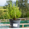 Rosemary 