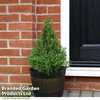 Rosemary officinalis 