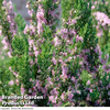 Rosemary 