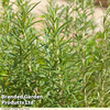 Rosemary 