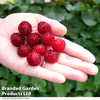 Rubus 