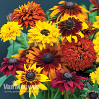 Rudbeckia 