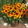 Rudbeckia 