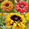 Rudbeckia 