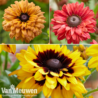 Rudbeckia 