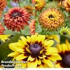 Rudbeckia Enchanted Collection