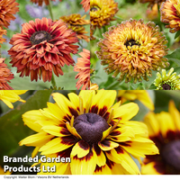 Rudbeckia Enchanted Collection