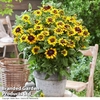 Rudbeckia 