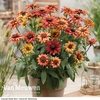 Rudbeckia 
