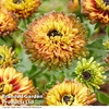 Rudbeckia 