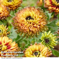 Rudbeckia 