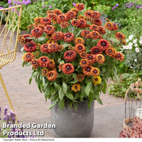 Rudbeckia 