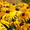 Rudbeckia fulgida 