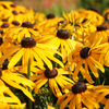 Rudbeckia fulgida 
