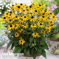 Rudbeckia fulgida 