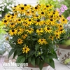 Rudbeckia fulgida 