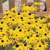 Rudbeckia fulgida var. sullivantii Goldsturm - 3 bareroot plants