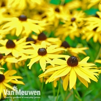 Rudbeckia fulgida var sullivantii 