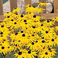 Rudbeckia fulgida var. sullivantii 