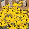 Rudbeckia fulgida var. sullivantii 