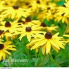 Rudbeckia fulgida var. sullivantii 