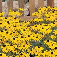 Rudbeckia fulgida var. sullivantii 