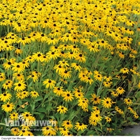 Rudbeckia fulgida var. sullivantii 