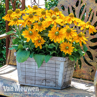 Rudbeckia hirta 
