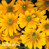 Rudbeckia hirta 