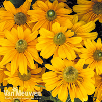 Rudbeckia hirta 