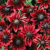 Rudbeckia hirta 