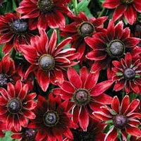 Rudbeckia hirta 