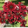 Rudbeckia hirta 