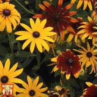 Rudbeckia hirta 