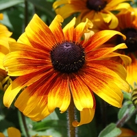 Rudbeckia hirta 