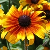 Rudbeckia hirta 