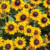Rudbeckia hirta 