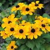 Rudbeckia hirta 