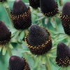 Rudbeckia occidentalis 