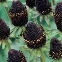 Rudbeckia occidentalis 