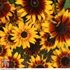 Rudbeckia 