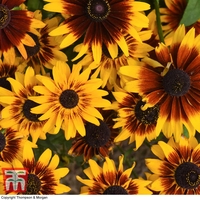 Rudbeckia 