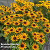 Rudbeckia Summerdaisy Compact Bicolour